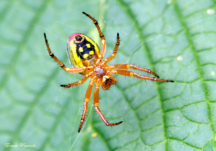 Araniella sp.